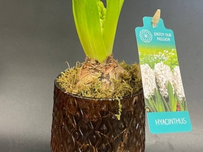 Гиацинт белый в керамическом кашпо в ассортименте