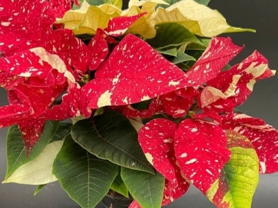 Пуансеттия (Рождественская звезда) в ассортименте ((d10)