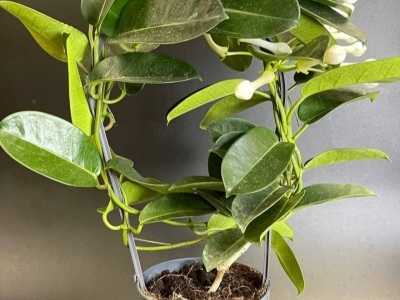 Стефанотис (h42/d12)