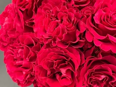 Роза Майра хот пинк пионовидная