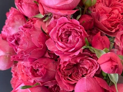 Роза Бумеранг кустовая пионовидная 