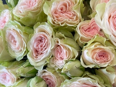 Роза Фибоначчи Янтра кустовая пионовидная 