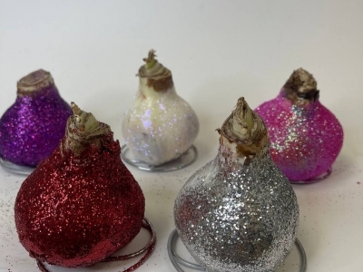 Луковицы амариллиса в воске