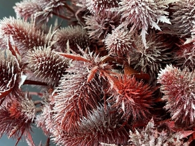 Эрингиум заснеженный крашенный заснеженный, ветка 60 см