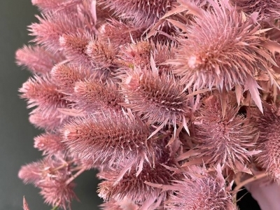 Эрингиум розовый крашенный, ветка 60 см