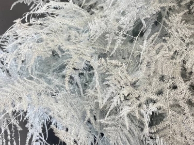 Аспарагус (Спаржа) белый, ветка