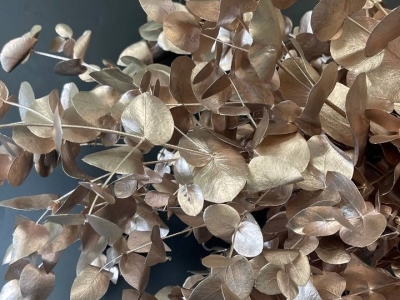 Эвкалипт шампань крашенный, ветка 70 см