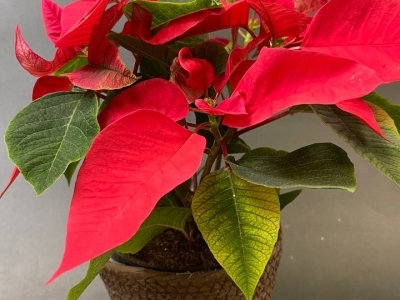 Пуансеттия красная (Рождественская звезда) (d10)