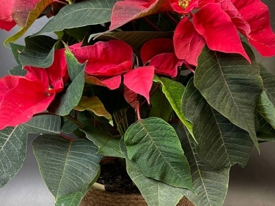Пуансеттия красная (Рождественская звезда) (d17)