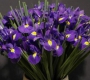 Ирис синий