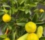 Цитрус Митис с плодами