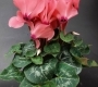 Цикламен в ассортименте (h25)