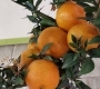 Померанец миртолистный Чинотто Миртифолия (горький апельсин) с плодами 