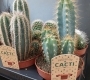 Кактус микс 