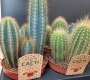 Кактус микс 