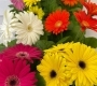 Гербера в горшке в ассортименте