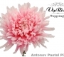 Хризантема Антонов Пинк Пастель