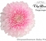 Хризантема Супербоул Бейби Пинк