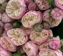 Роза Роял Блаш спрей пионовидная кустовая