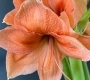 Хипеаструм (амариллис) Салмон персиковый