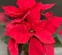 Пуансеттия (Рождественская звезда) в ассортименте ((d10)